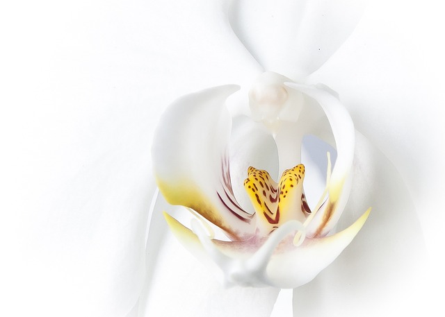 蝴蝶兰 兰花 白色的 - 上的免费照片