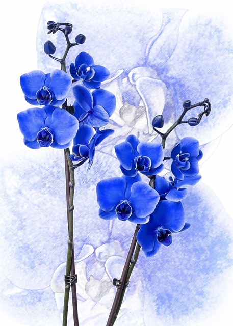 蝴蝶兰 兰花 色蓝 - 上的免费照片