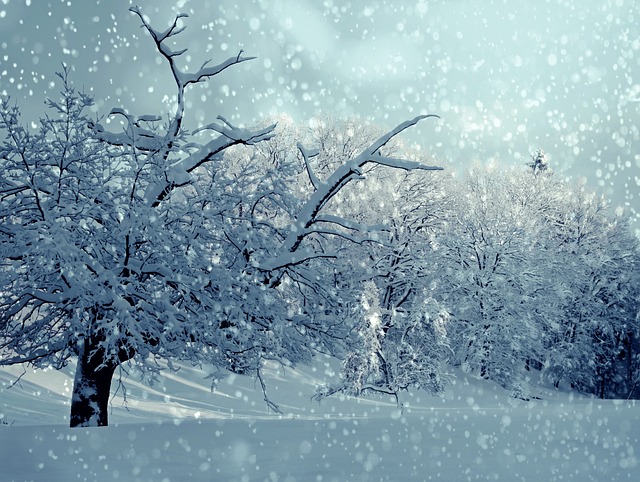 树木 雪 冬天 - 上的免费照片