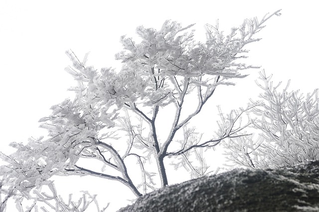 中國 安徽 黃山 - 上的免费照片