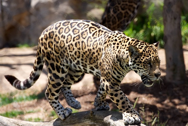 动物 豹 大猫 - 上的免费照片
