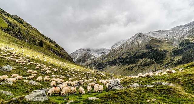 动物 放牧 羊 - 上的免费照片