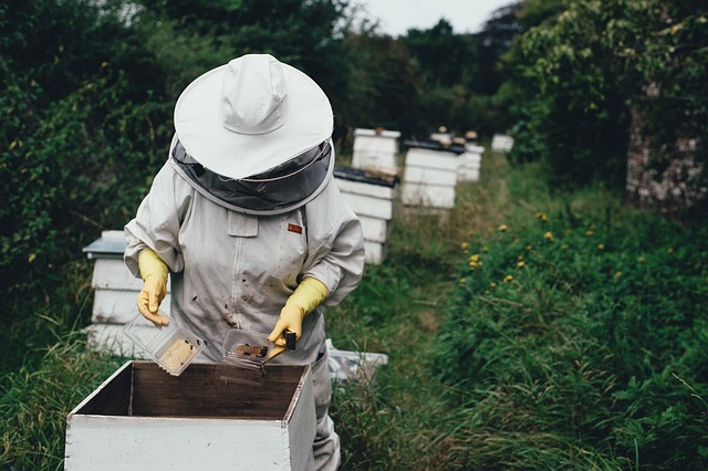 蜂房 蜜蜂 养蜂场 - 上的免费照片