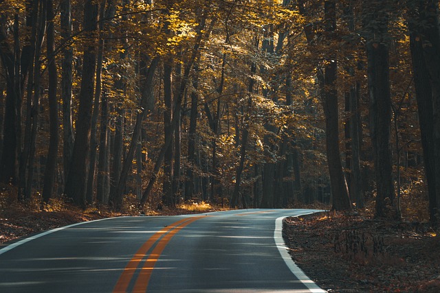 沥青 森林 路 - 上的免费照片