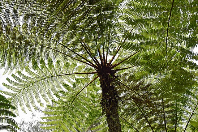 巴厘岛 印度尼西亚 旅行 - 上的免费照片