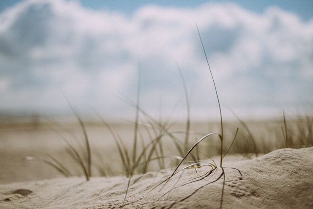 海滩 草 沙 - 上的免费照片