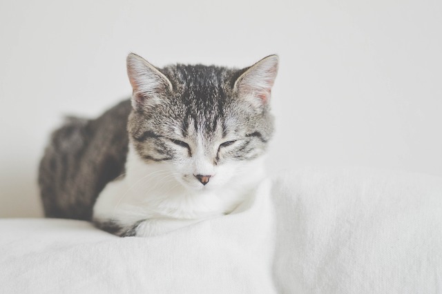 猫 困 疲劳的 - 上的免费照片