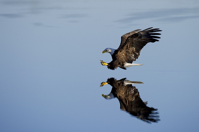 鹰 航班 水 - 上的免费照片