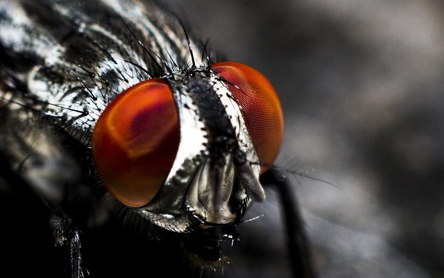飞 昆虫 复眼 - 上的免费照片