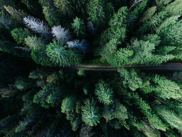 森林 路 鸟瞰图 - 上的免费照片