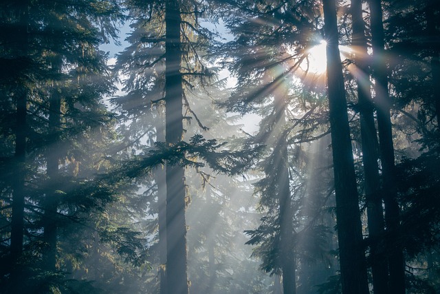 森林 剪影 树木 - 上的免费照片