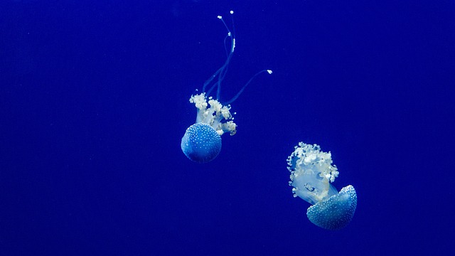 水母 动物 水下 - 上的免费照片