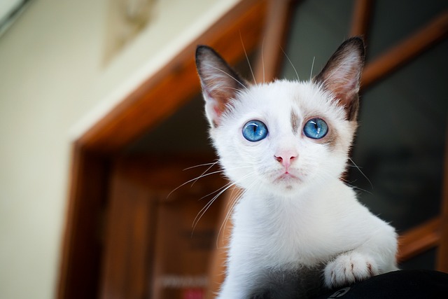 小猫 蓝眼睛 猫的眼睛 - 上的免费照片