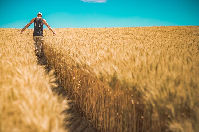 男人 小麦作物 大麦 - 上的免费照片