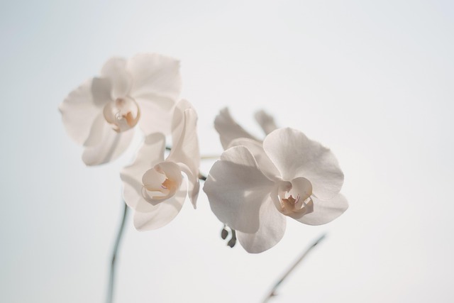 兰花 花朵 白色的花 - 上的免费照片