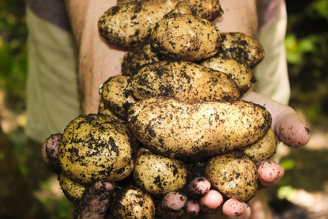 土豆 有天赋的人 土壤 - 上的免费照片