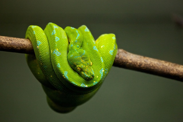 Python 蛇 爬虫 - 上的免费照片