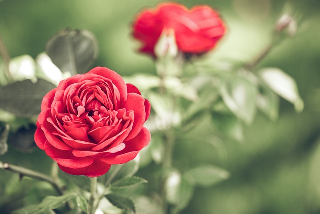 红色的 玫瑰 花 - 上的免费照片