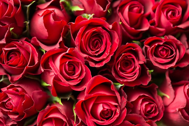 红色的 玫瑰 花朵 - 上的免费照片
