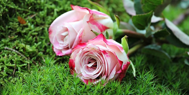 玫瑰 花朵 花瓣 - 上的免费照片
