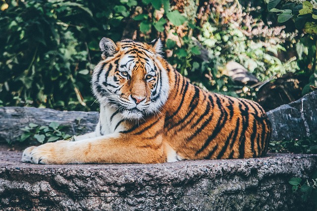 老虎 猫科动物 条纹 - 上的免费照片