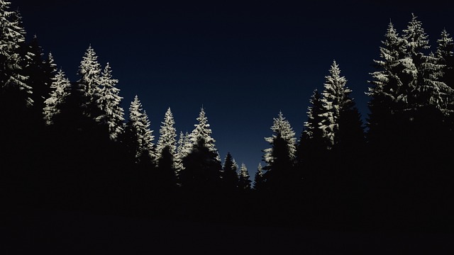 树木 剪影 森林 - 上的免费照片