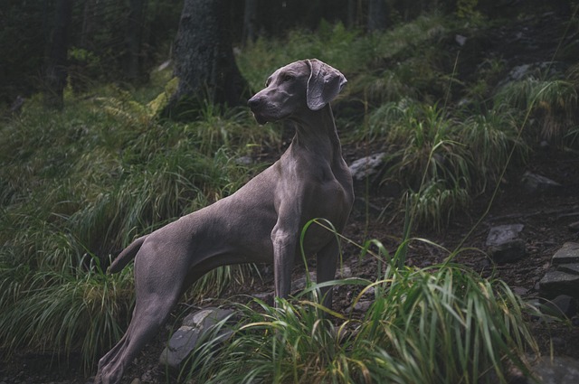 犬只 狗 猎犬 - 上的免费照片