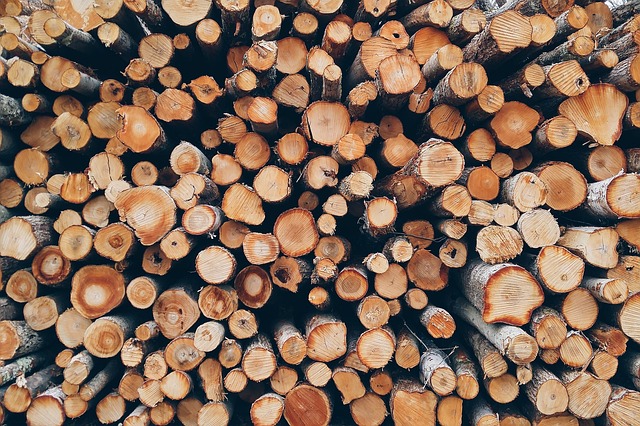 木头 桩 树干 - 上的免费照片