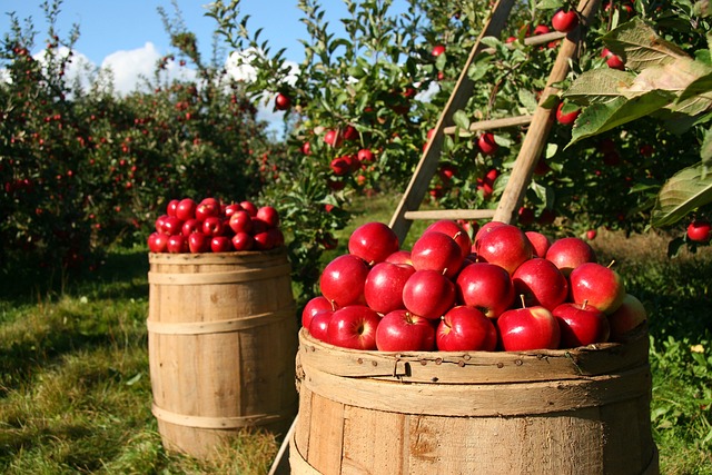 苹果 水果 果园 - 上的免费照片