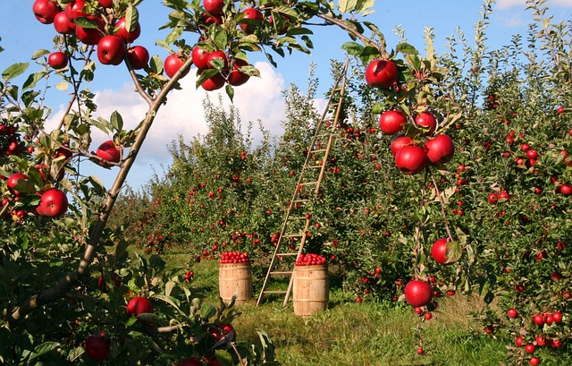 苹果 果园 苹果树 - 上的免费照片