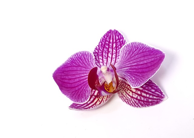 蝴蝶兰 兰花 热带 - 上的免费照片