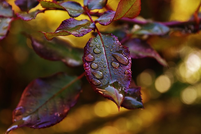 罗森布拉特 滴 雨滴 - 上的免费照片