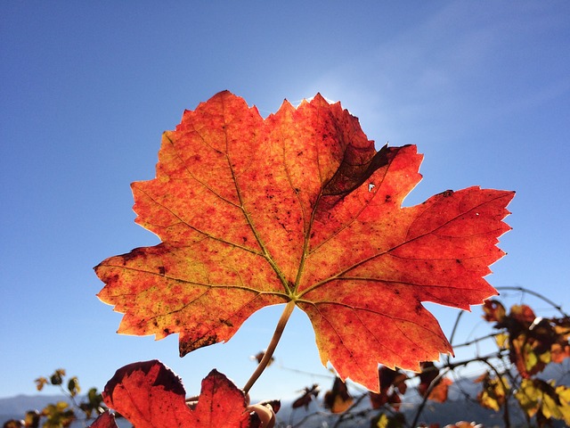 来了 藤蔓 青酒 - 上的免费照片