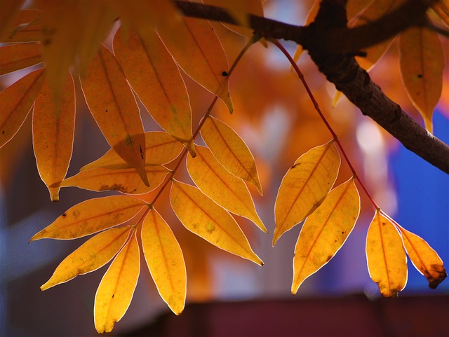 黄叶 秋季树叶 红色的 - 上的免费照片