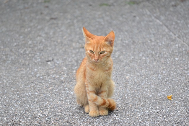 小猫 橙色的 猫似的 - 上的免费照片