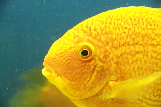 黄金Severum Tsihlazomy Severum 铁饼假 - 上的免费照片