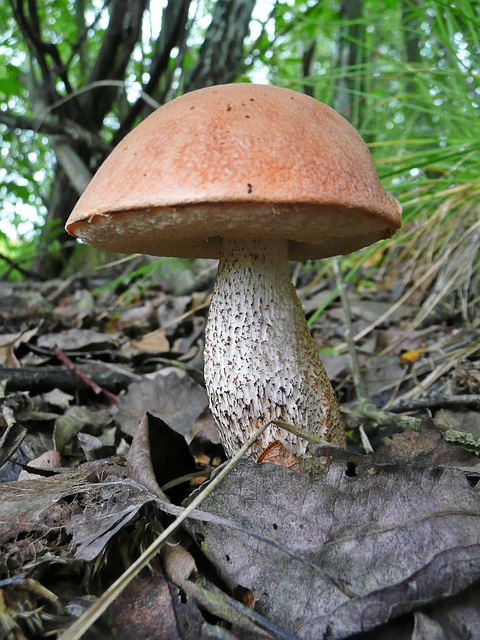 蘑菇 Podberjozovik 牛肝菌 - 上的免费照片