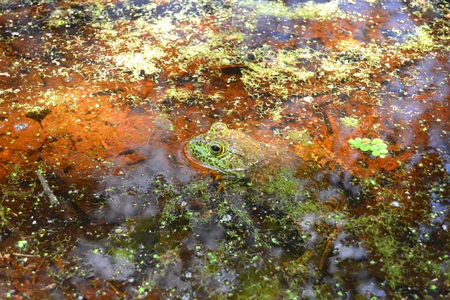 青蛙 沼泽 沼泽中的青蛙 - 上的免费照片