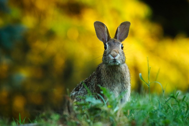 兔子 野兔 耳朵 - 上的免费照片