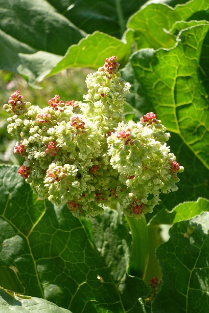 大黄 大黄漏 花 - 上的免费照片