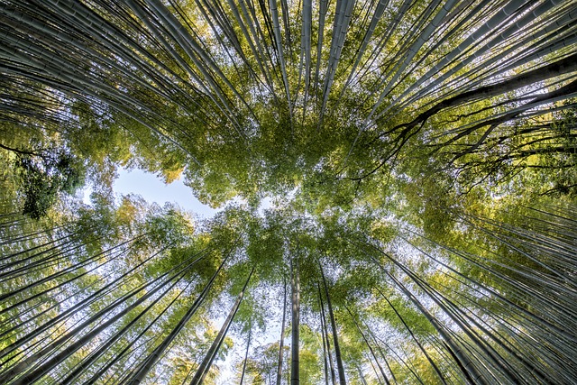 竹子 森林 自然 - 上的免费照片