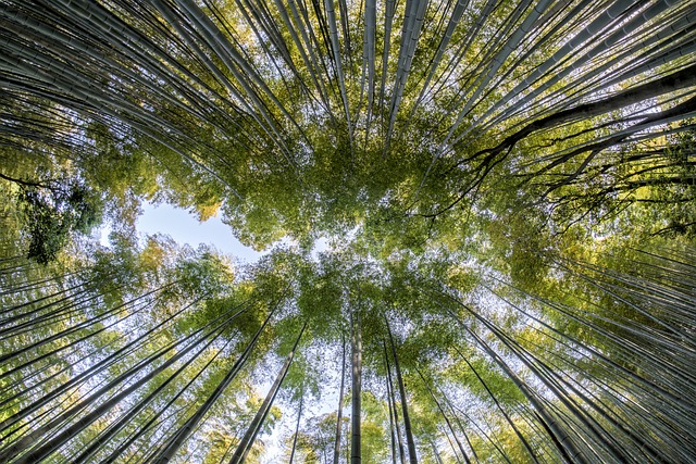 竹子 森林 自然 - 上的免费照片