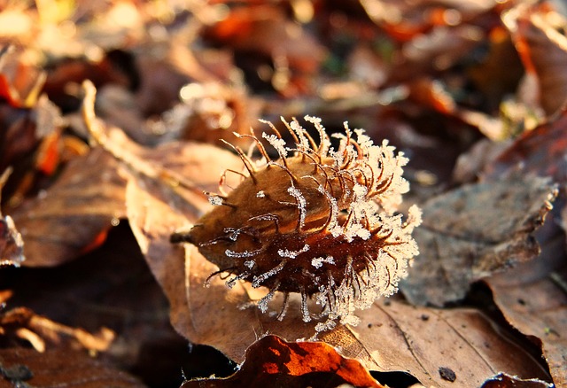 山毛榉 水果杯 覆盖 - 上的免费照片