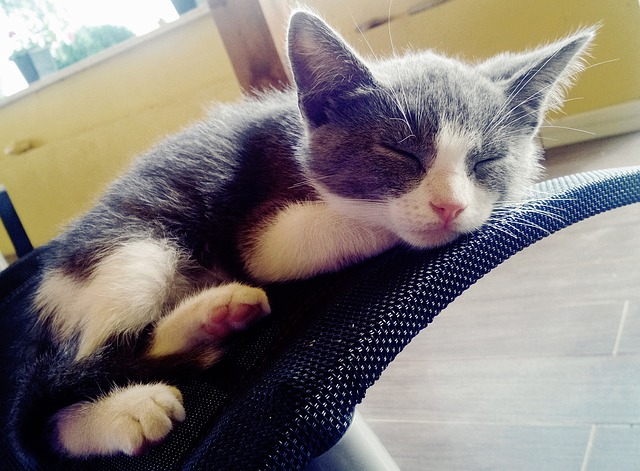猫咪 小猫 猫 - 上的免费照片