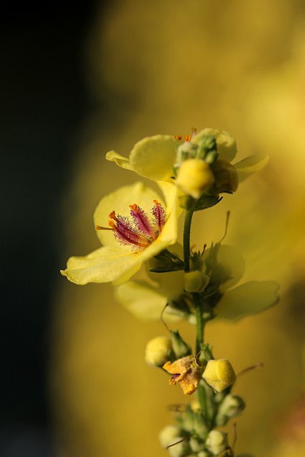 花 黄色花 毛蕊花 - 上的免费照片