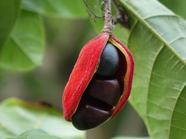 頻婆 果實 可吃 - 上的免费照片