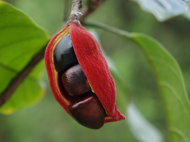 頻婆 果實 可吃 - 上的免费照片