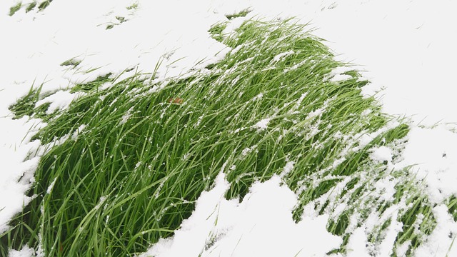 草 雪 冬季 - 上的免费照片