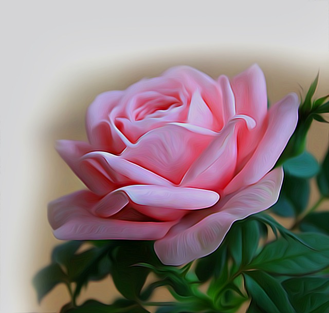 玫瑰 粉色的 花朵 - 上的免费图片