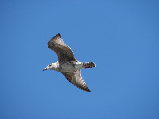 鸥 海 鸟 - 上的免费照片